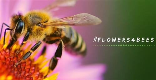 Planting social flowers for bees