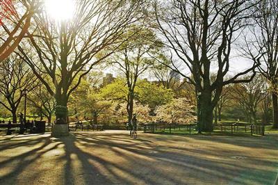 Shade trees (species to spread canopies)