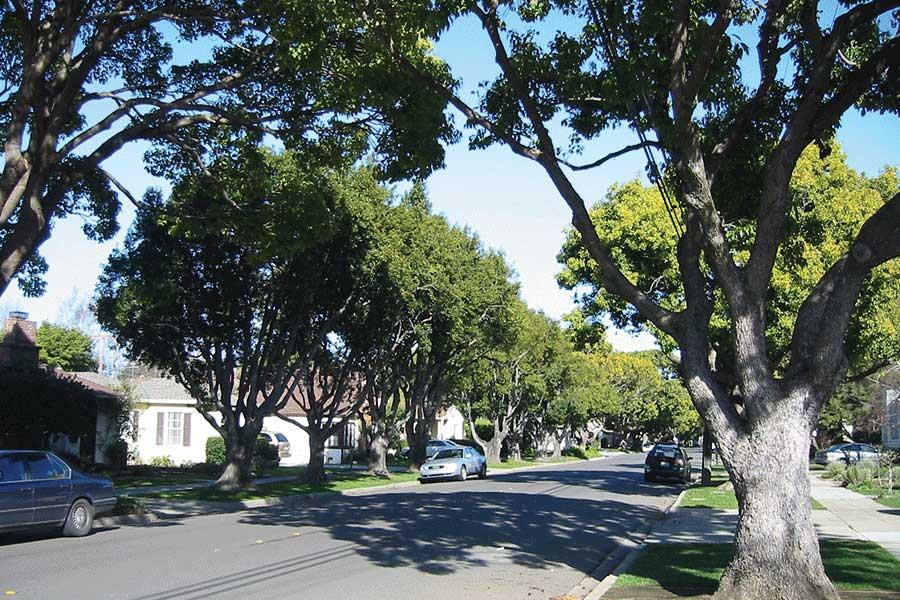 Planting and renewal urban trees