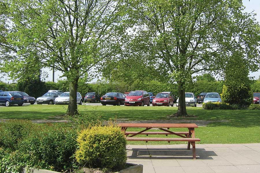 Trees Re-naturing parking