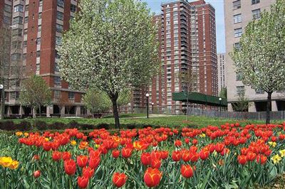 Urban Catchment forestry