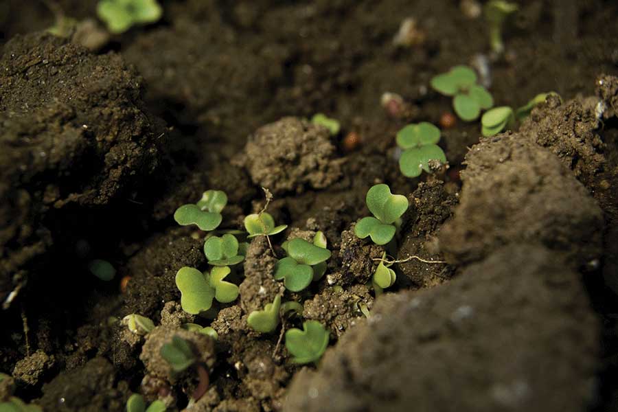 Smart soil production in climate-smart urban farming precinct