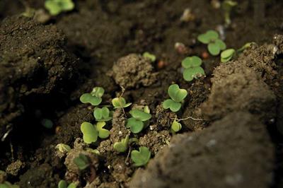 Smart soil production in climate-smart urban farming precinct