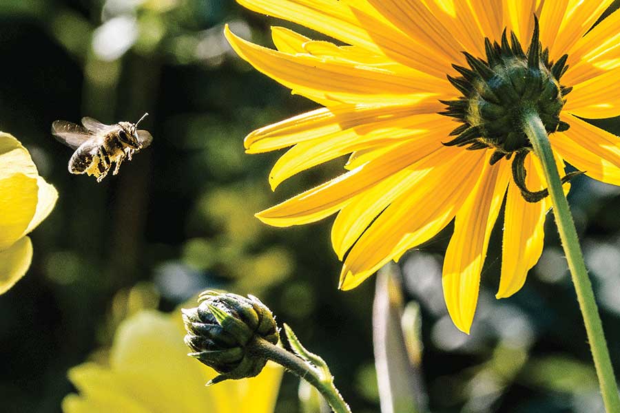 Pollinators roof