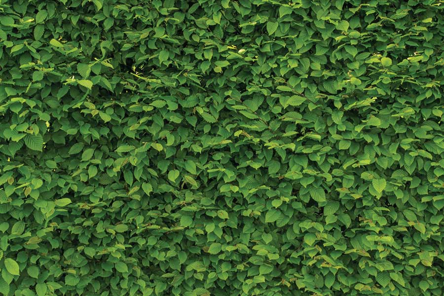 Green fence hot sale