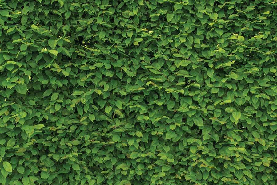 Green fences
