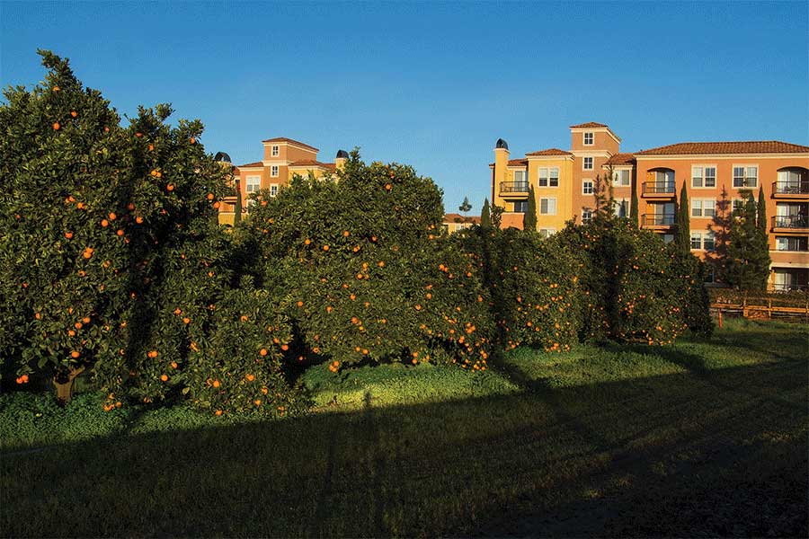 Urban orchards