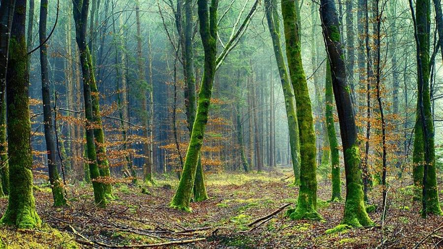 Plans unveiled for 50 million tree new Northern Forest