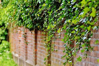 Green Façade with climbing plants