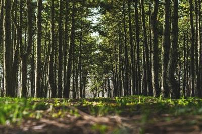 A 4-hectare forest near Mantova