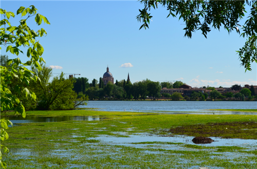 URBAN GreenUP at the World Forum on Urban Forests in Mantua