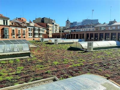 Nature on the Roof