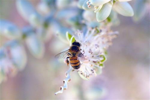 Pollinators play role in renaturing our cities