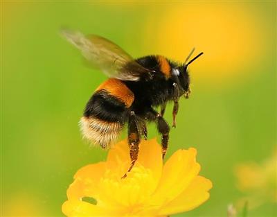 Record number of wildlife observations in the Baltic Triangle