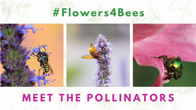 #Flowers4Bees 3rd Edition