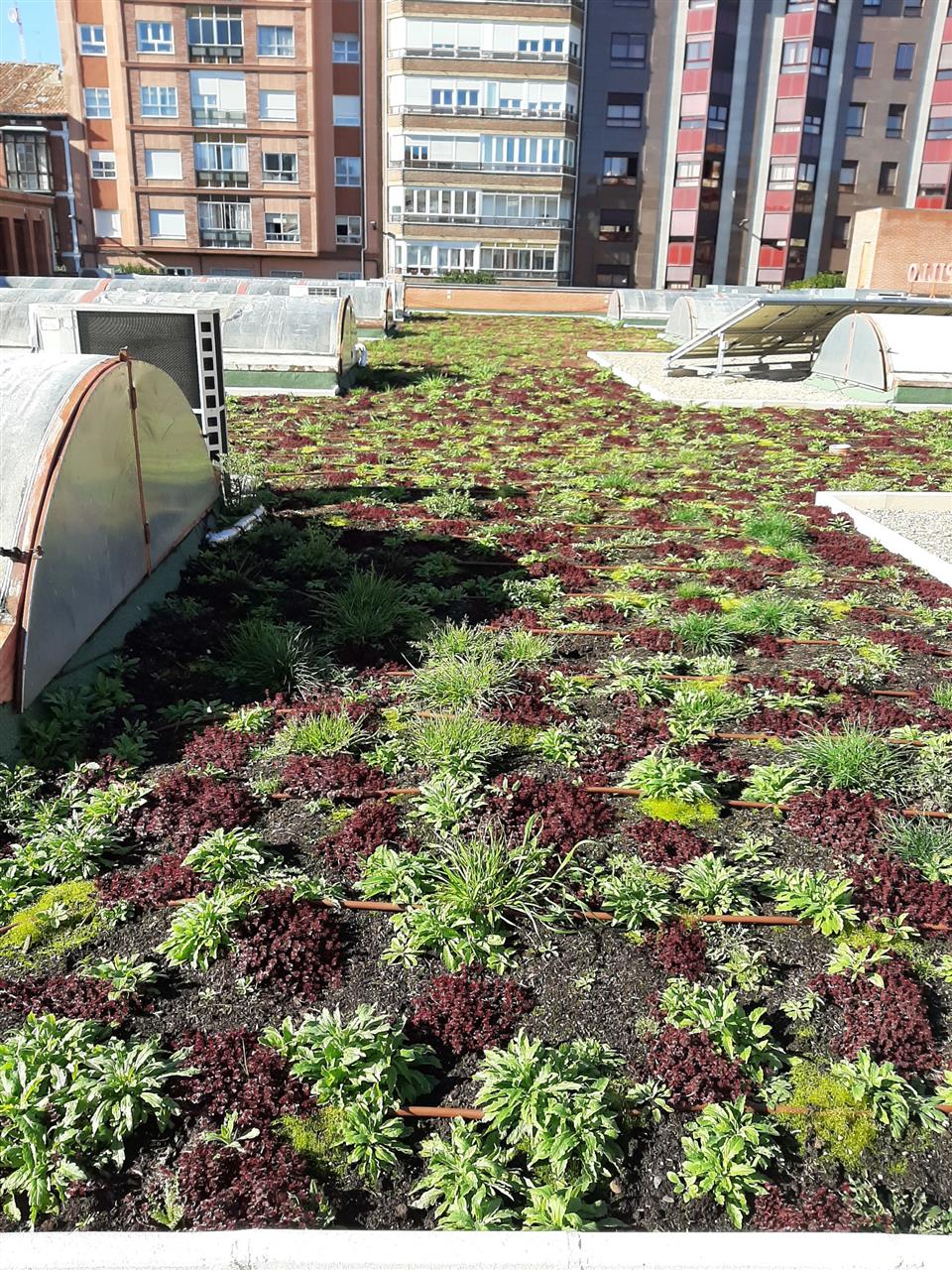 Green Roof