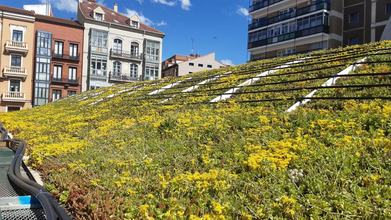 Green Roof