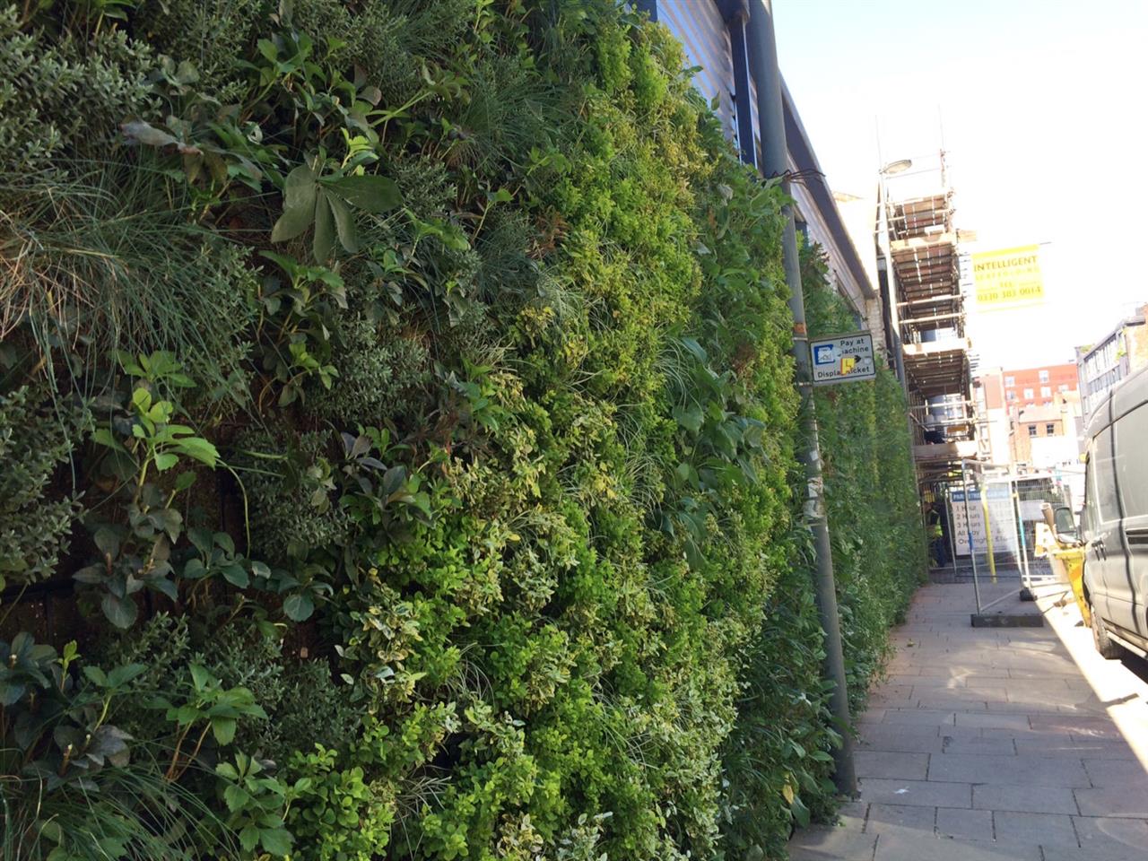 Green Wall - Parr Street