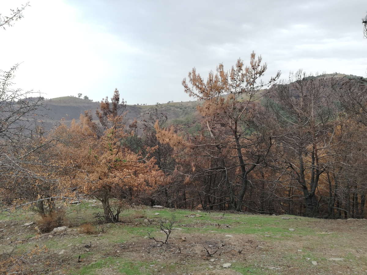 Reporter Selene Verri visiting the burned forest in Izmir - By Selene Verri