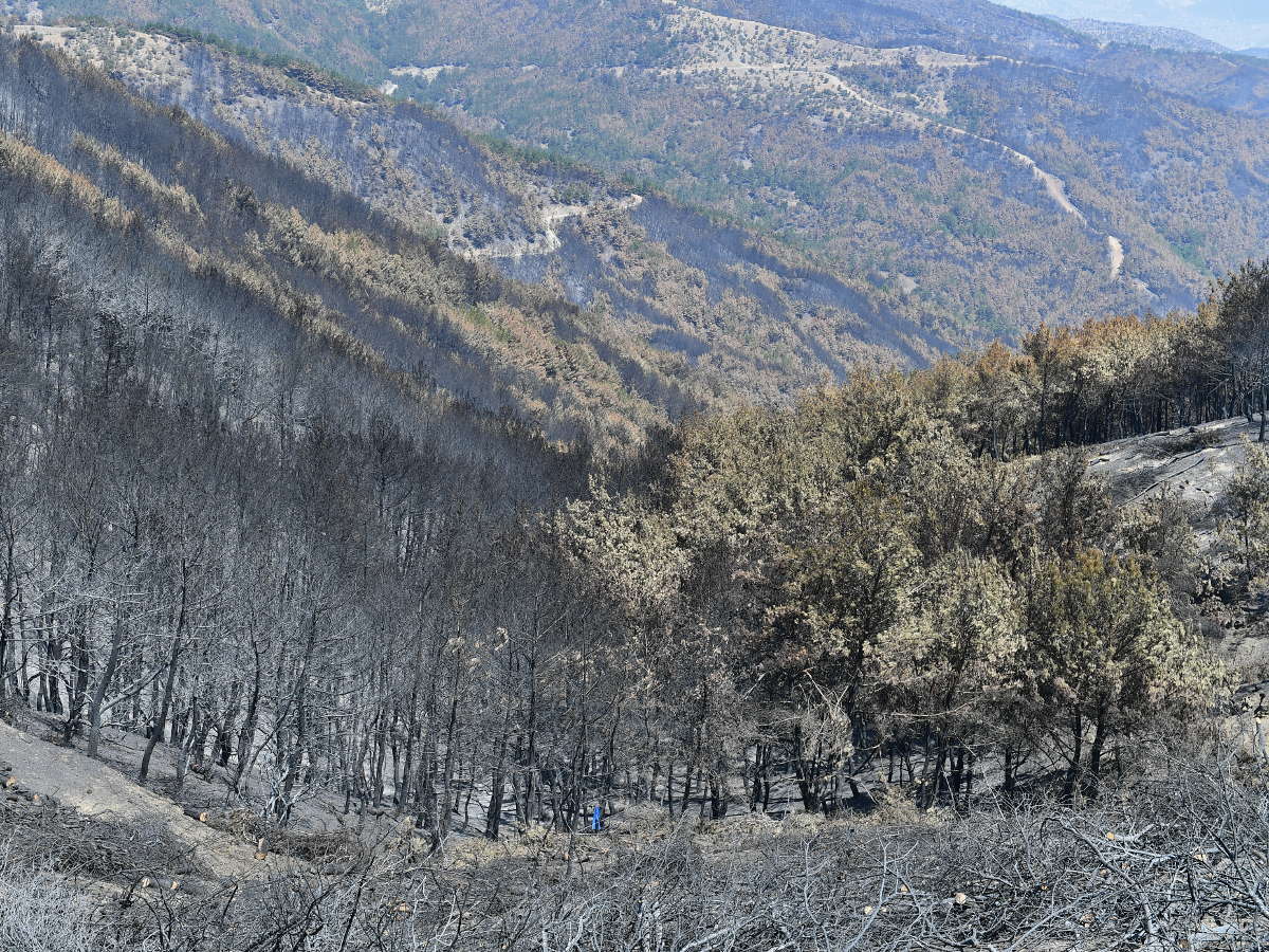 An extraordinary City Council in the forest - By Izmir Metropolitan Municipality, Turkey