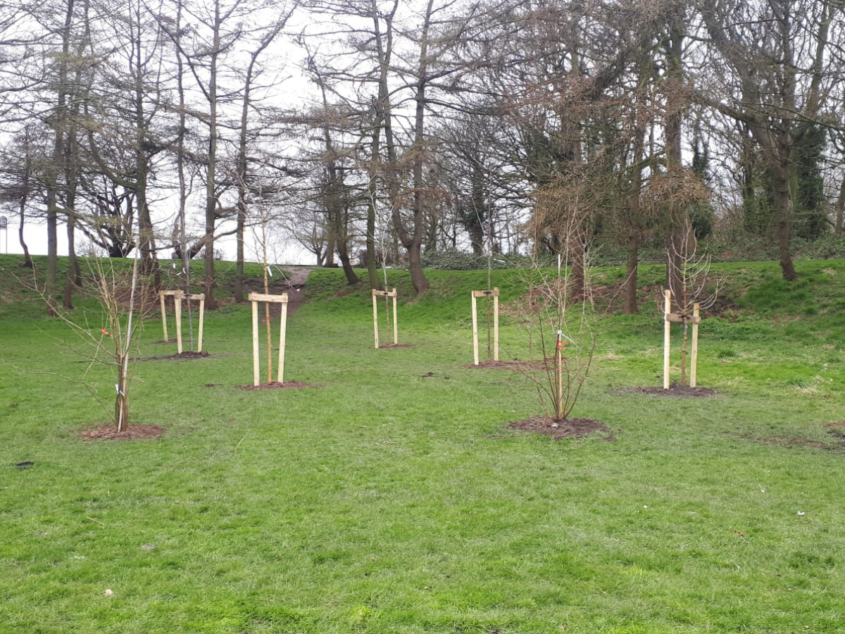 Orchard after tree planting