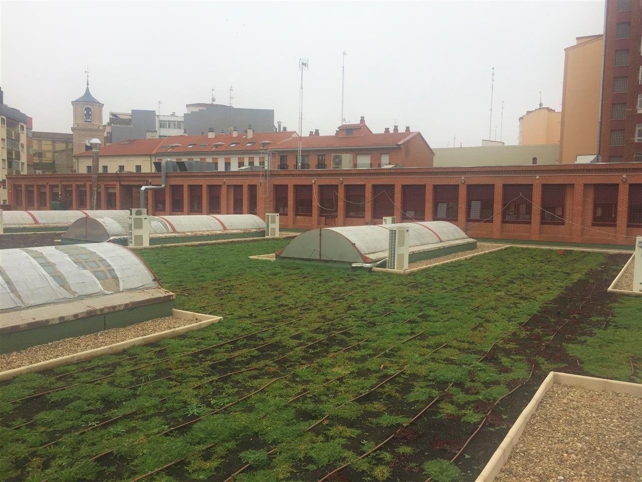 Nature on the Roof