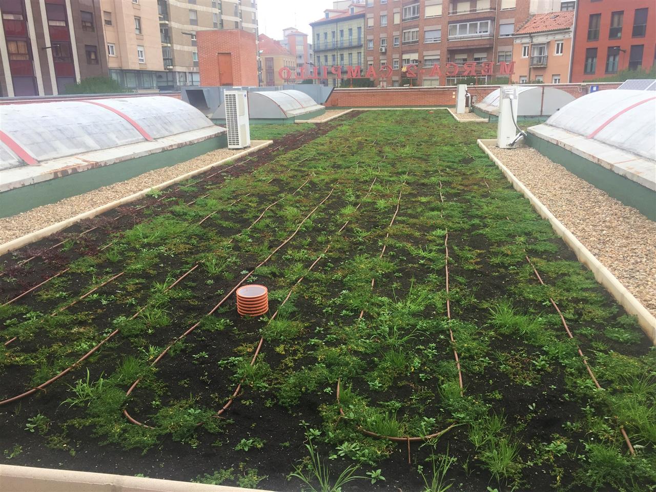 Nature on the Roof