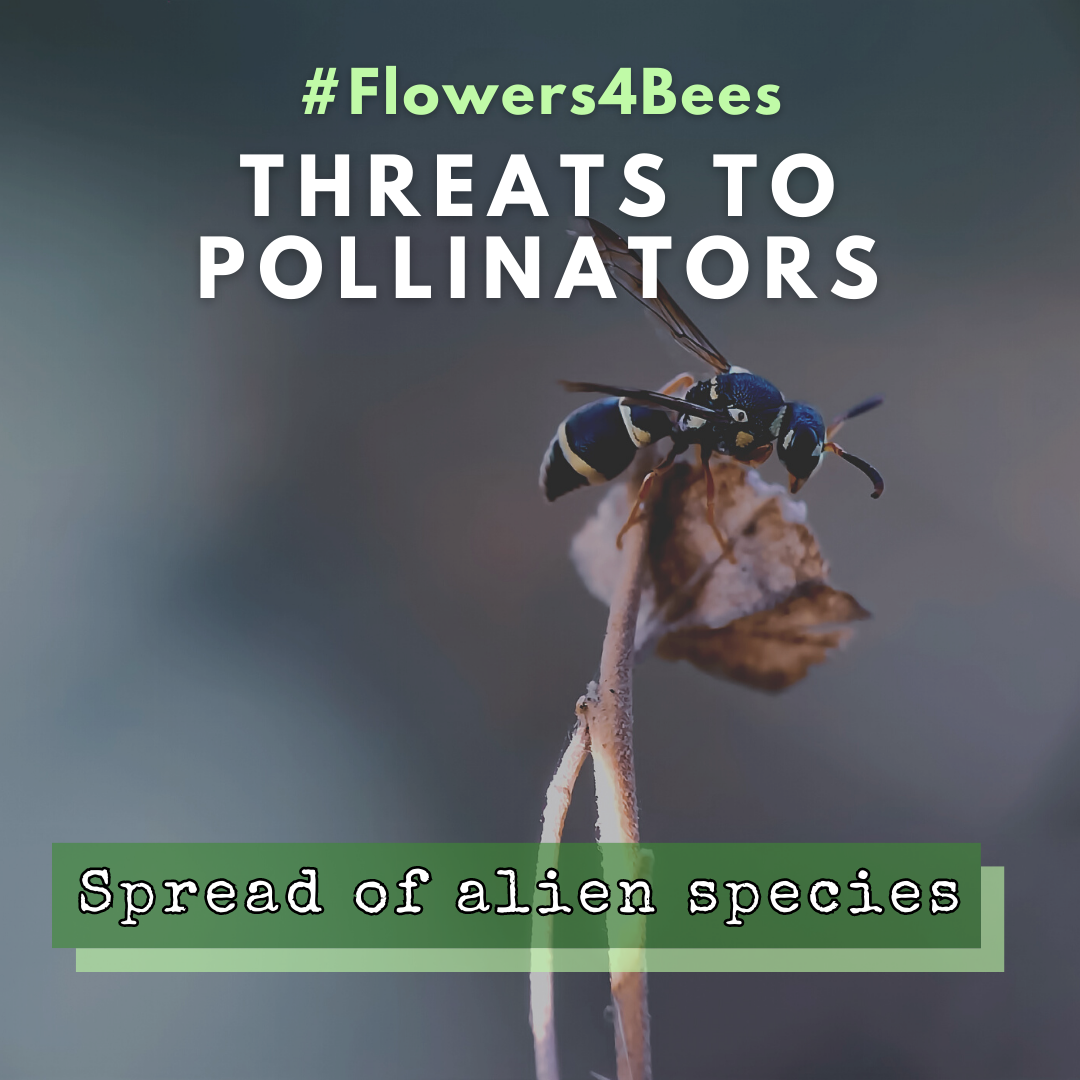 #Flowers4Bees 3rd Edition